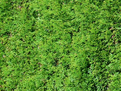 Cypress under glass cupressaceae hedge plant photo