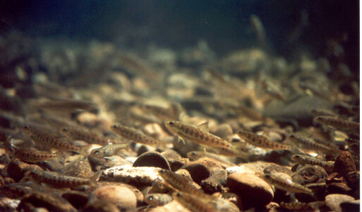 Atlantic salmon parr emerging from streambed photo
