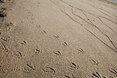 Animal bird footprint photo