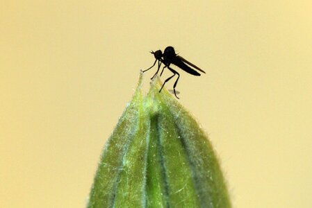 Animals flight insect insect macro