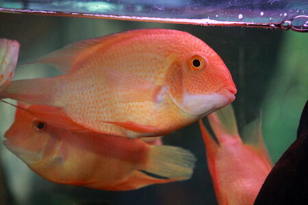 Golden Oscars Couple Fish
