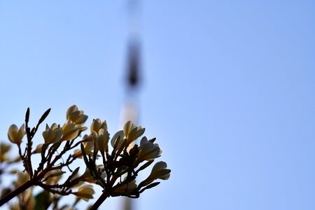 Branches flower bud spring time photo