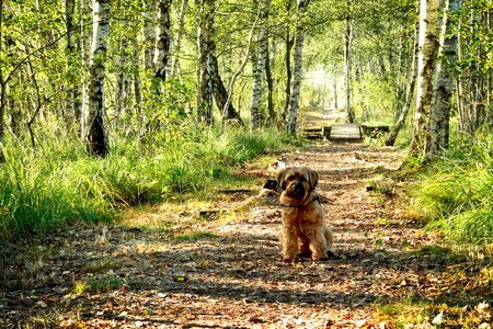 Forest nature away path