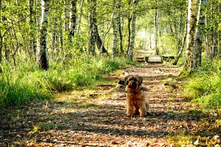 Forest nature away path photo