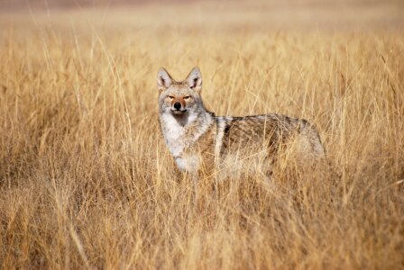 coyote in tall grass photo