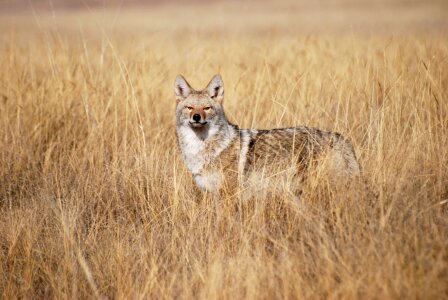 coyote in tall grass