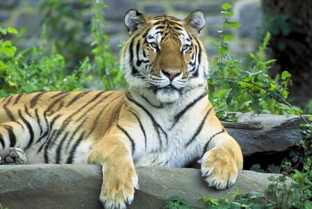 Siberian tiger resting photo