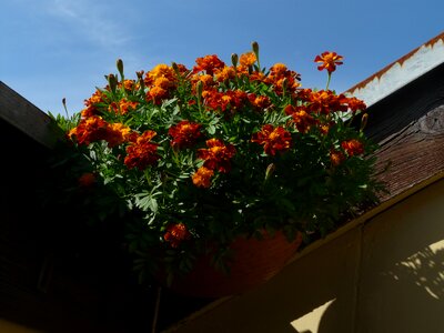 Marigolds turkish carnation dead flower photo