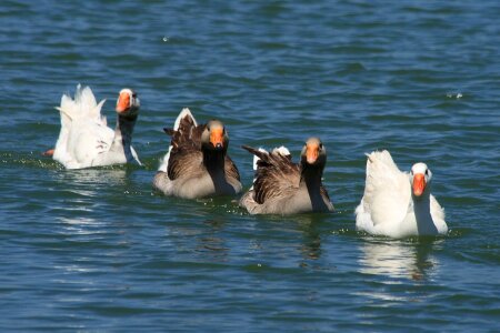 Swim lake nature