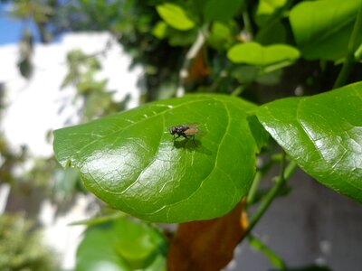 Insect wing wildlife