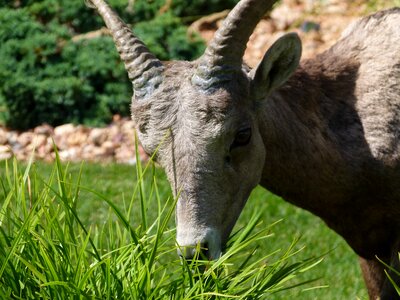 Horn garden animal