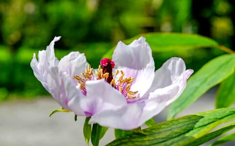 Beautiful Flowers bloom blooming photo