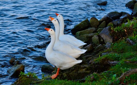 Geese fly wings photo