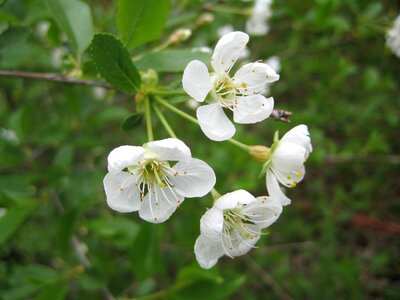 Apple Tree spring shrub photo