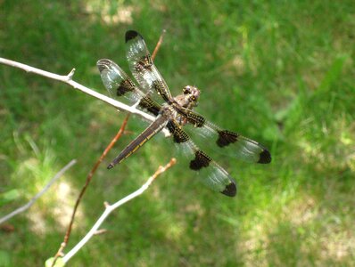Summer insect sun
