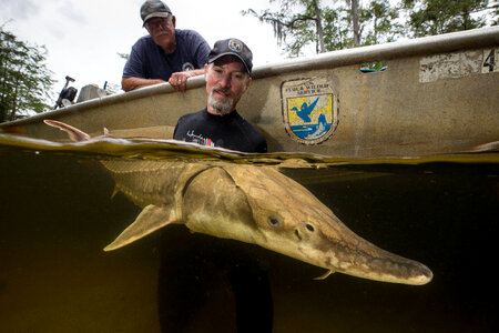 Biologist with gulf sturgeon-1