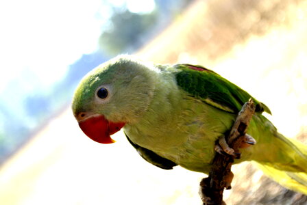 Green Parrot Branch 2 photo