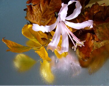 Blossom color floral