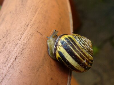 Snail shell escargots mollusk photo