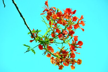 Blue Sky branch flower
