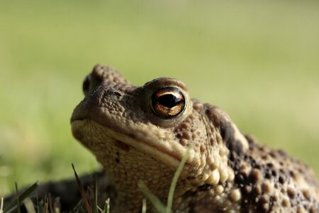 Amphibian head close up photo