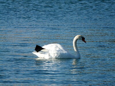 Fauna water waters