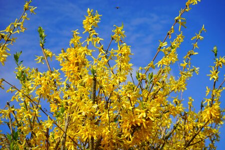 Gold lilac flowers bush