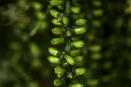 Seed pods hanging from a tree