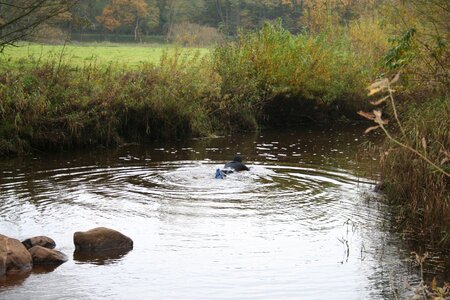 Swimmer water river