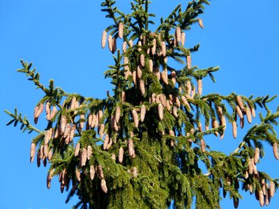 Conifer common spruce picea abies photo