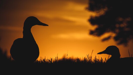 Two Ducks at Sunset photo