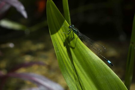 Animal arthropod bug photo