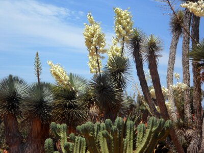 Plant blossom bloom photo