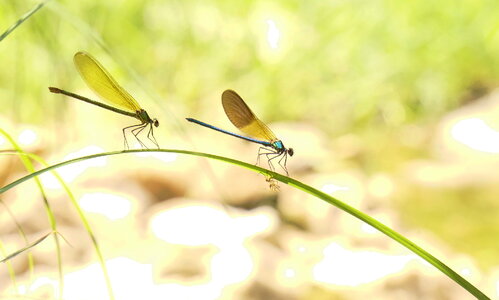 Yellow dragonfly Libellula drepressiosa Libellule photo