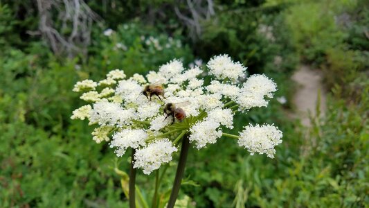 Bee flight insect photo