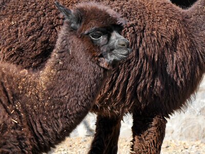 Alpaca brown llama