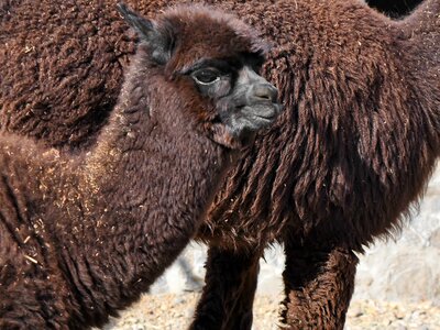 Alpaca brown llama photo