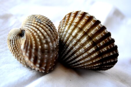 Shells 2 photo