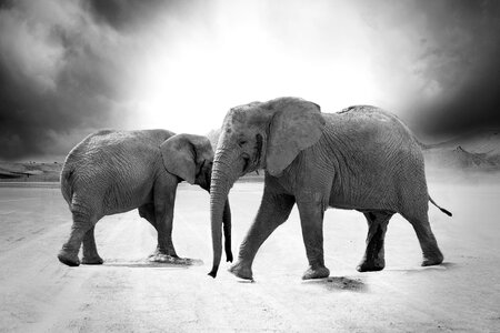 Grayscale Elephant Animals Africa photo
