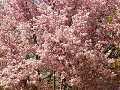 Tree japanese cherry japanese flowering cherry photo