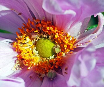 Beautiful Photo bloom blossom