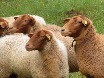 Animals pasture wool