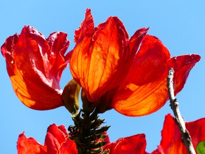 Tulip tree bright african tulpenbaum photo
