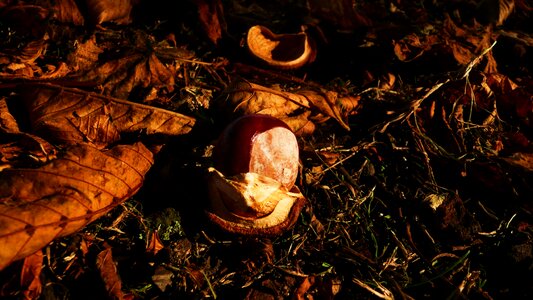 Seasons fall leaf