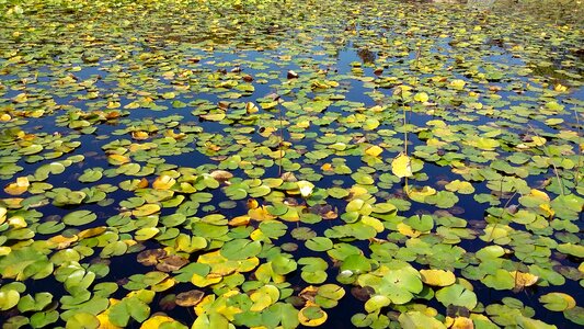 Lotus leaf water lilies lotus photo