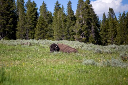 Bison Wildlife Adventure photo