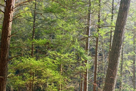 Birch branch conifer photo