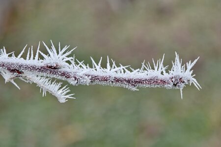 Branch close-up frost