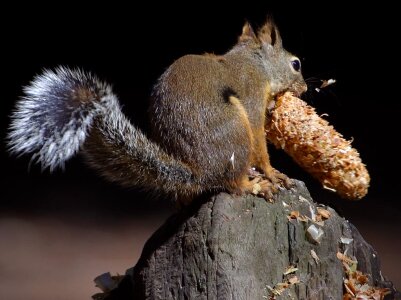 Tail rodent cute photo