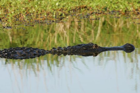 Alligator american water photo